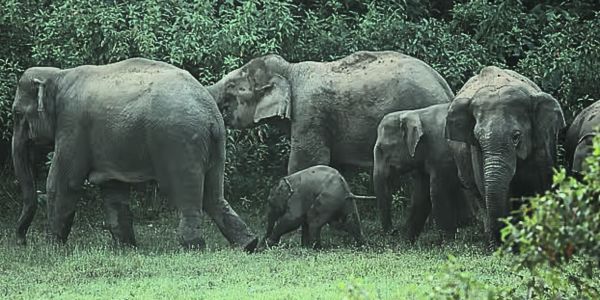 এক হাতির মৃত্যুর পর লোকালয়ে একপাল হাতি, ফসল মাড়িয়ে-চিৎকার করে ‘প্রতিবাদ’